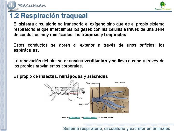 1. 2 Respiración traqueal El sistema circulatorio no transporta el oxígeno sino que es