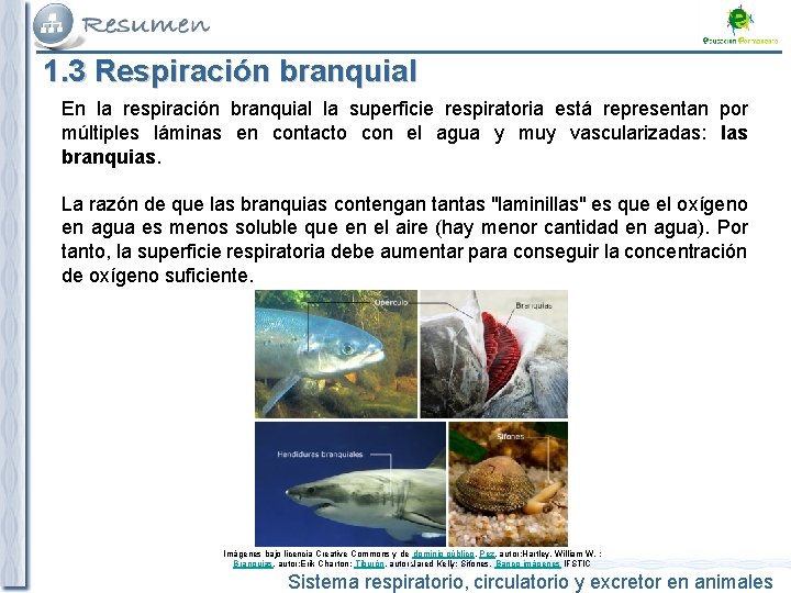 1. 3 Respiración branquial En la respiración branquial la superficie respiratoria está representan por