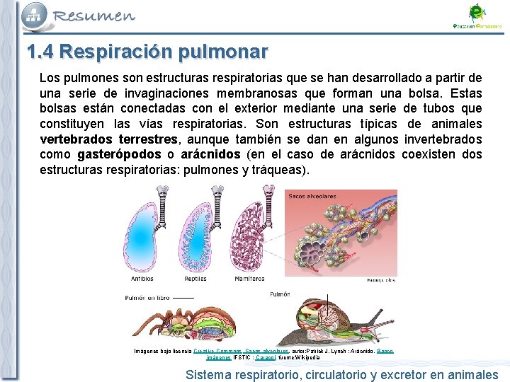 1. 4 Respiración pulmonar Los pulmones son estructuras respiratorias que se han desarrollado a