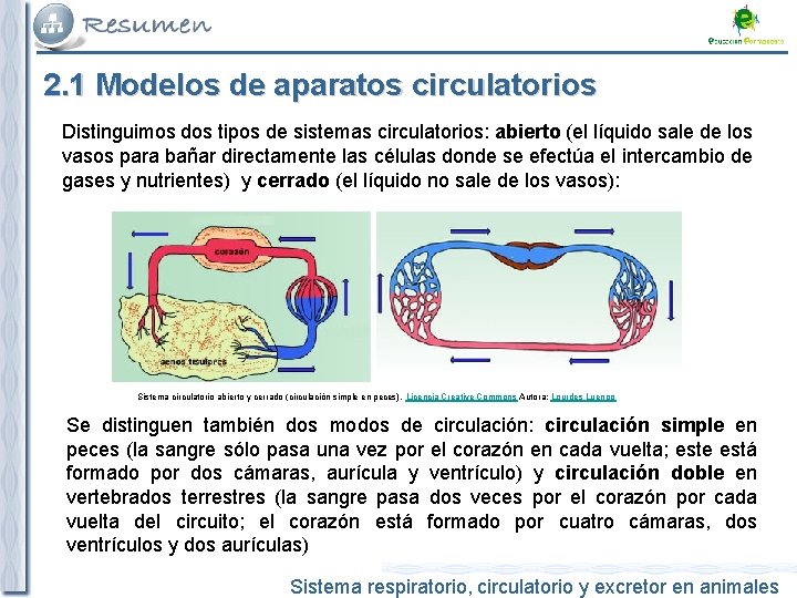 2. 1 Modelos de aparatos circulatorios Distinguimos dos tipos de sistemas circulatorios: abierto (el