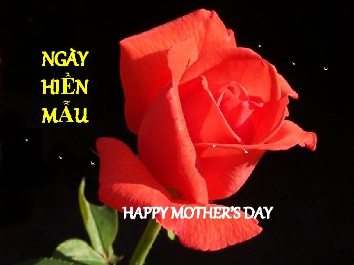 NGÀY HIỀN MẪU HAPPY MOTHER’S DAY 