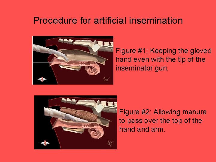 Procedure for artificial insemination Figure #1: Keeping the gloved hand even with the tip