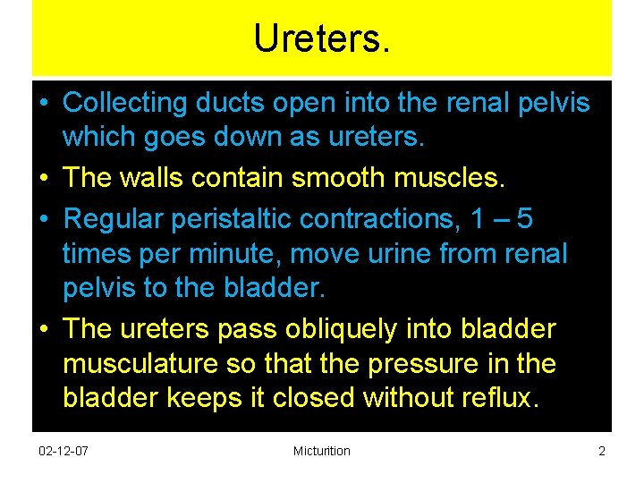 Ureters. • Collecting ducts open into the renal pelvis which goes down as ureters. Ureters. • Collecting ducts open into the renal pelvis which goes down as ureters.