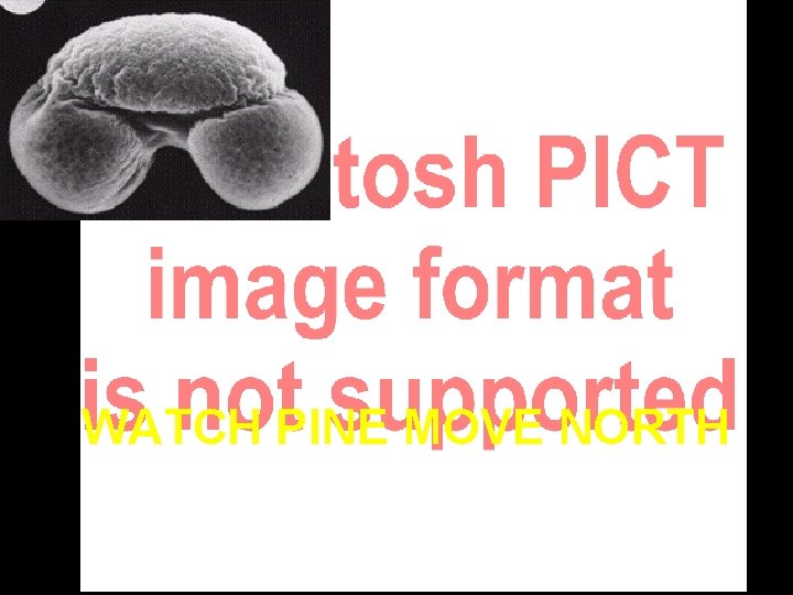 WATCH PINE MOVE NORTH 