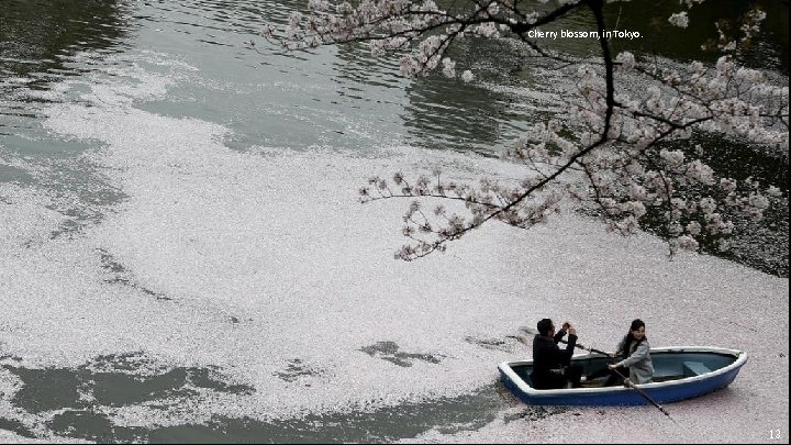 Cherry blossom, in Tokyo. 13 