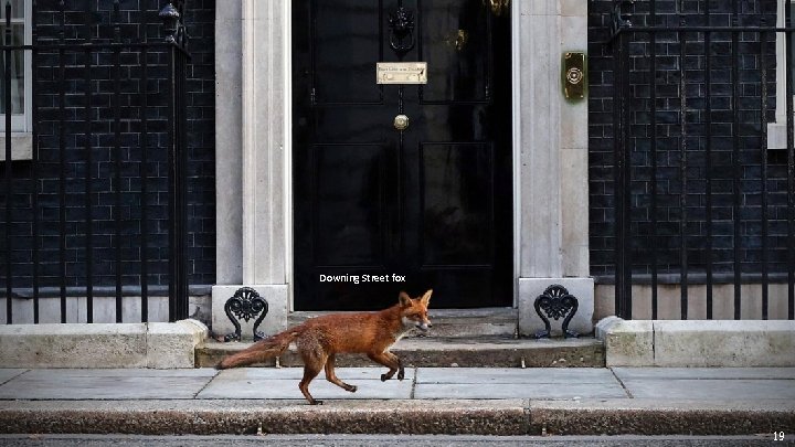 Downing Street fox 19 