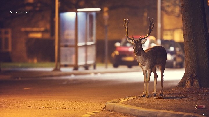 Deer in the street 20 