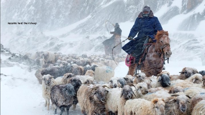 Kazakhs herd their sheep 34 