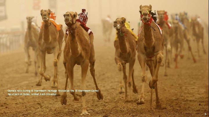 Camels race during Al Marmoom Heritage Festival at the Al Marmoom Camel Racetrack in