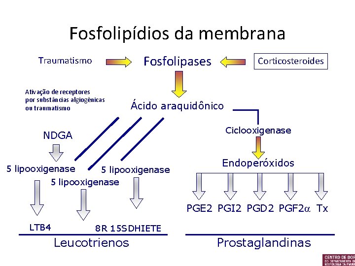 Fosfolipídios da membrana Traumatismo Fosfolipases Ativação de receptores por substâncias algiogênicas ou traumatismo Ácido