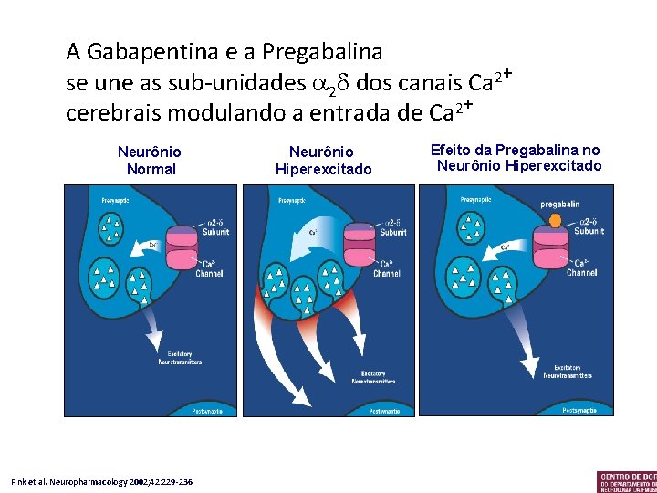  A Gabapentina e a Pregabalina se une as sub-unidades 2 dos canais Ca