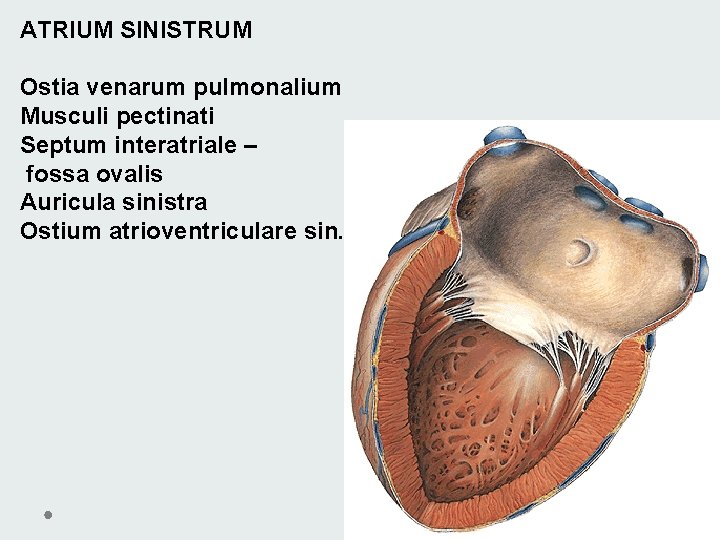 ATRIUM SINISTRUM Ostia venarum pulmonalium Musculi pectinati Septum interatriale – fossa ovalis Auricula sinistra ATRIUM SINISTRUM Ostia venarum pulmonalium Musculi pectinati Septum interatriale – fossa ovalis Auricula sinistra