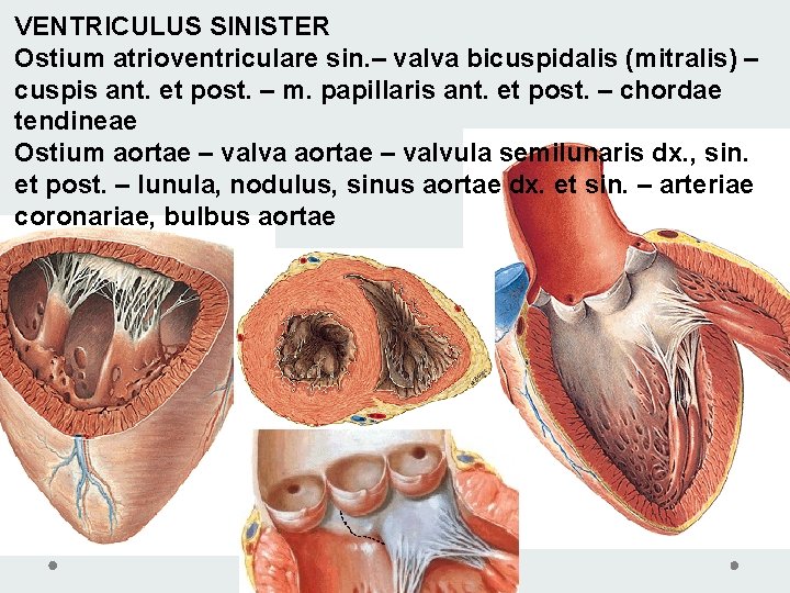 VENTRICULUS SINISTER Ostium atrioventriculare sin. – valva bicuspidalis (mitralis) – cuspis ant. et post. VENTRICULUS SINISTER Ostium atrioventriculare sin. – valva bicuspidalis (mitralis) – cuspis ant. et post.
