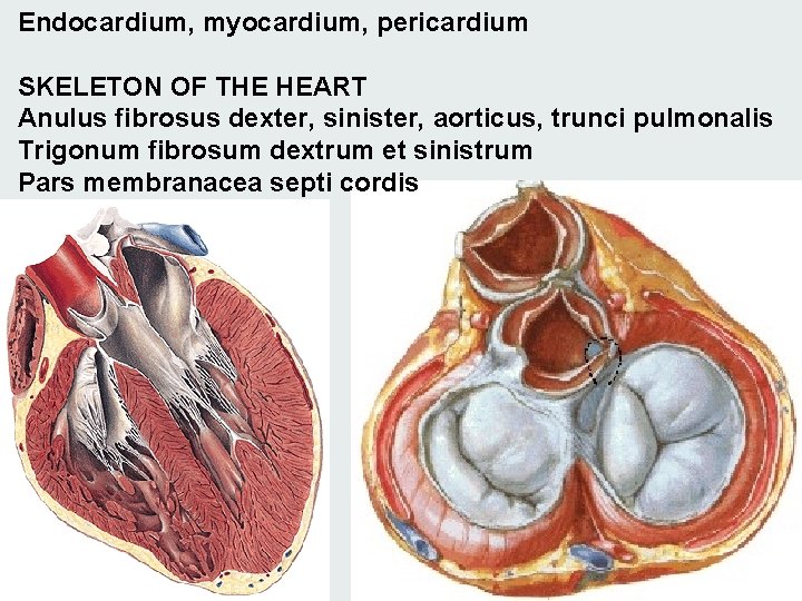 Endocardium, myocardium, pericardium SKELETON OF THE HEART Anulus fibrosus dexter, sinister, aorticus, trunci pulmonalis Endocardium, myocardium, pericardium SKELETON OF THE HEART Anulus fibrosus dexter, sinister, aorticus, trunci pulmonalis