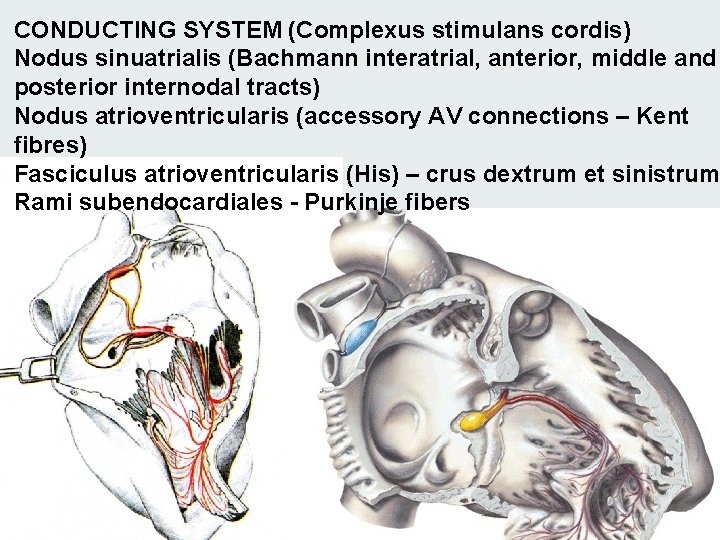 CONDUCTING SYSTEM (Complexus stimulans cordis) Nodus sinuatrialis (Bachmann interatrial, anterior, middle and posterior internodal CONDUCTING SYSTEM (Complexus stimulans cordis) Nodus sinuatrialis (Bachmann interatrial, anterior, middle and posterior internodal