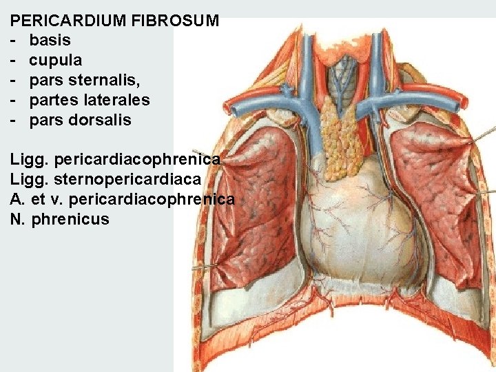 PERICARDIUM FIBROSUM - basis - cupula - pars sternalis, - partes laterales - pars PERICARDIUM FIBROSUM - basis - cupula - pars sternalis, - partes laterales - pars