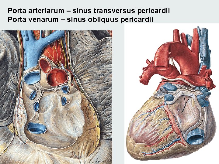 Porta arteriarum – sinus transversus pericardii Porta venarum – sinus obliquus pericardii 