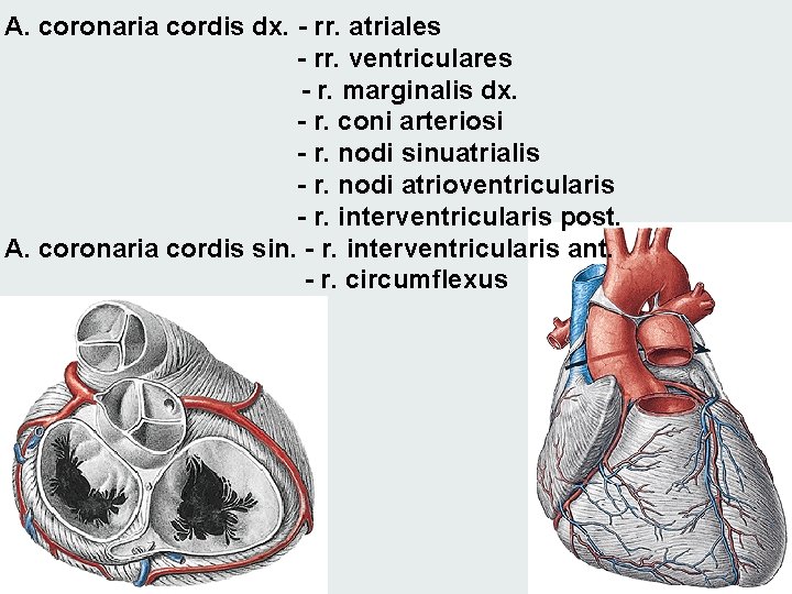 A. coronaria cordis dx. - rr. atriales - rr. ventriculares - r. marginalis dx.