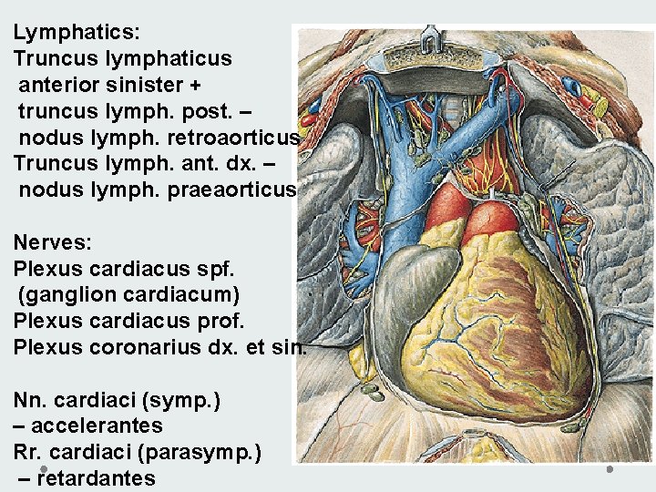 Lymphatics: Truncus lymphaticus anterior sinister + truncus lymph. post. – nodus lymph. retroaorticus Truncus