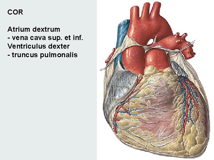 COR Atrium dextrum - vena cava sup. et inf. Ventriculus dexter - truncus pulmonalis COR Atrium dextrum - vena cava sup. et inf. Ventriculus dexter - truncus pulmonalis