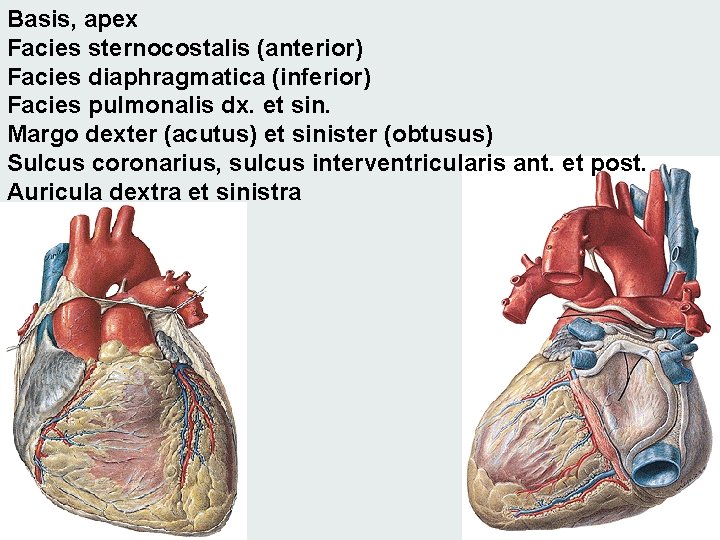 Basis, apex Facies sternocostalis (anterior) Facies diaphragmatica (inferior) Facies pulmonalis dx. et sin. Margo Basis, apex Facies sternocostalis (anterior) Facies diaphragmatica (inferior) Facies pulmonalis dx. et sin. Margo