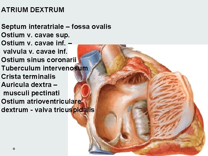 ATRIUM DEXTRUM Septum interatriale – fossa ovalis Ostium v. cavae sup. Ostium v. cavae ATRIUM DEXTRUM Septum interatriale – fossa ovalis Ostium v. cavae sup. Ostium v. cavae