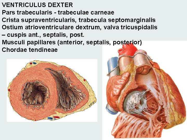 VENTRICULUS DEXTER Pars trabecularis - trabeculae carneae Crista supraventricularis, trabecula septomarginalis Ostium atrioventriculare dextrum,