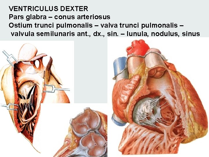 VENTRICULUS DEXTER Pars glabra – conus arteriosus Ostium trunci pulmonalis – valva trunci pulmonalis VENTRICULUS DEXTER Pars glabra – conus arteriosus Ostium trunci pulmonalis – valva trunci pulmonalis