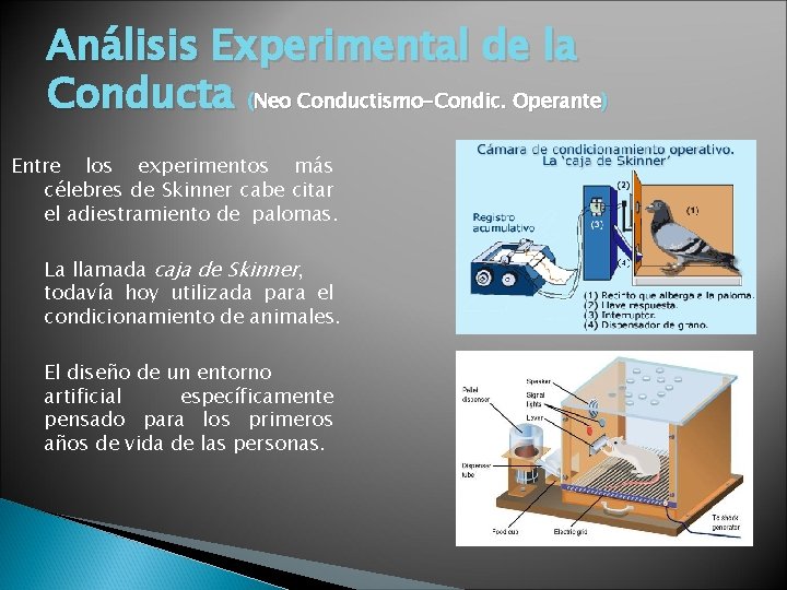 Análisis Experimental de la Conducta (Neo Conductismo-Condic. Operante) Entre los experimentos más célebres de