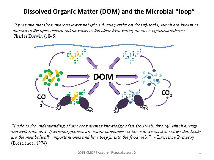 Dissolved Organic Matter (DOM) and the Microbial “loop” “I presume that the numerous lower