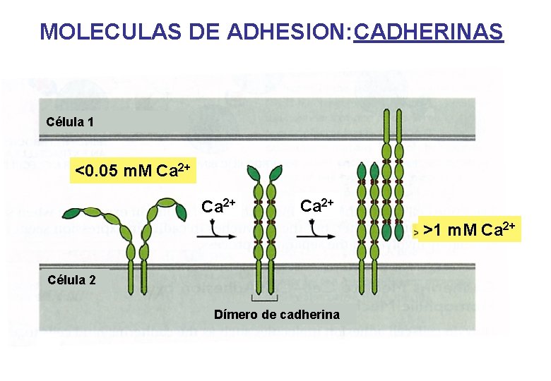 MOLECULAS DE ADHESION: CADHERINAS Célula 1 <0. 05 m. M Ca 2+ >1 m. MOLECULAS DE ADHESION: CADHERINAS Célula 1 <0. 05 m. M Ca 2+ >1 m.