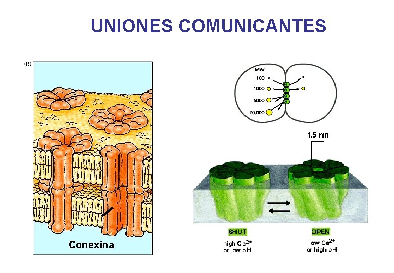 UNIONES COMUNICANTES 1. 5 nm Conexina UNIONES COMUNICANTES 1. 5 nm Conexina