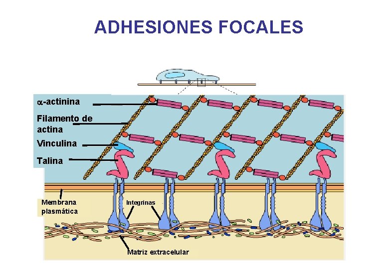 ADHESIONES FOCALES a-actinina Filamento de actina Vinculina Talina Membrana plasmática Integrinas Matriz extracelular ADHESIONES FOCALES a-actinina Filamento de actina Vinculina Talina Membrana plasmática Integrinas Matriz extracelular
