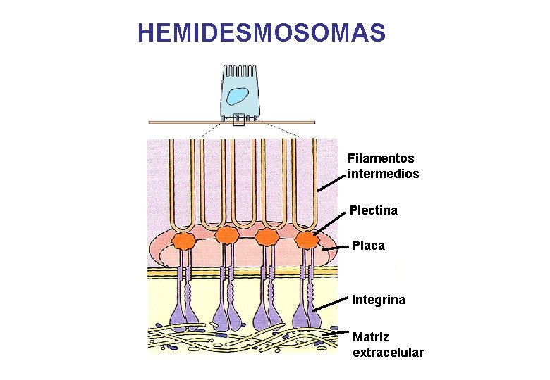 HEMIDESMOSOMAS Filamentos intermedios Plectina Placa Integrina Matriz extracelular HEMIDESMOSOMAS Filamentos intermedios Plectina Placa Integrina Matriz extracelular