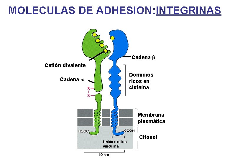 MOLECULAS DE ADHESION: INTEGRINAS Cadena b Catión divalente Dominios ricos en cisteína Cadena a MOLECULAS DE ADHESION: INTEGRINAS Cadena b Catión divalente Dominios ricos en cisteína Cadena a