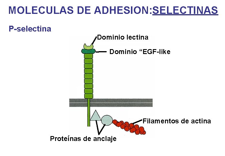 MOLECULAS DE ADHESION: SELECTINAS P-selectina Dominio “EGF-like Filamentos de actina Proteínas de anclaje MOLECULAS DE ADHESION: SELECTINAS P-selectina Dominio “EGF-like Filamentos de actina Proteínas de anclaje