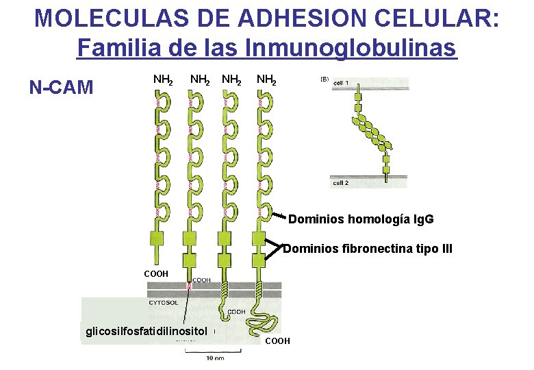 MOLECULAS DE ADHESION CELULAR: Familia de las Inmunoglobulinas N-CAM NH 2 Dominios homología Ig. MOLECULAS DE ADHESION CELULAR: Familia de las Inmunoglobulinas N-CAM NH 2 Dominios homología Ig.