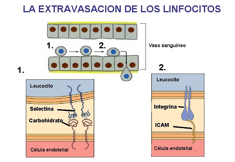 LA EXTRAVASACION DE LOS LINFOCITOS 1. 2. Vaso sanguíneo 2. 1. Leucocito Selectina Carbohidrato LA EXTRAVASACION DE LOS LINFOCITOS 1. 2. Vaso sanguíneo 2. 1. Leucocito Selectina Carbohidrato