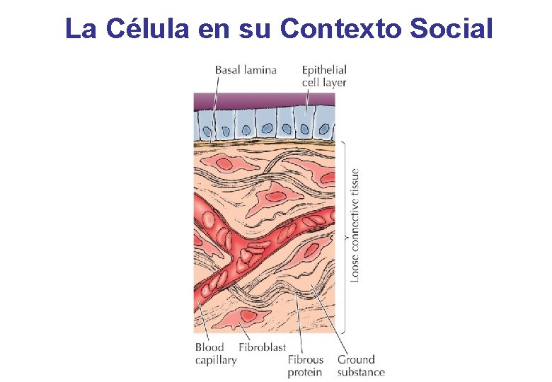 La Célula en su Contexto Social La Célula en su Contexto Social