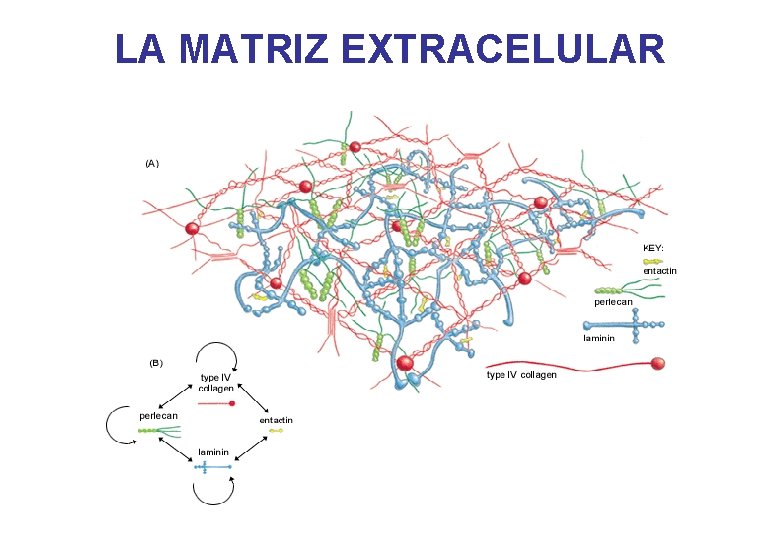 LA MATRIZ EXTRACELULAR LA MATRIZ EXTRACELULAR
