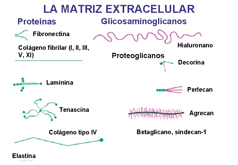 LA MATRIZ EXTRACELULAR Glicosaminoglicanos Proteínas Fibronectina Colágeno fibrilar (I, III, V, XI) Hialuronano Proteoglicanos LA MATRIZ EXTRACELULAR Glicosaminoglicanos Proteínas Fibronectina Colágeno fibrilar (I, III, V, XI) Hialuronano Proteoglicanos