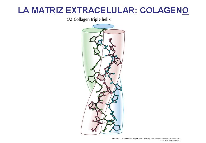 LA MATRIZ EXTRACELULAR: COLAGENO LA MATRIZ EXTRACELULAR: COLAGENO