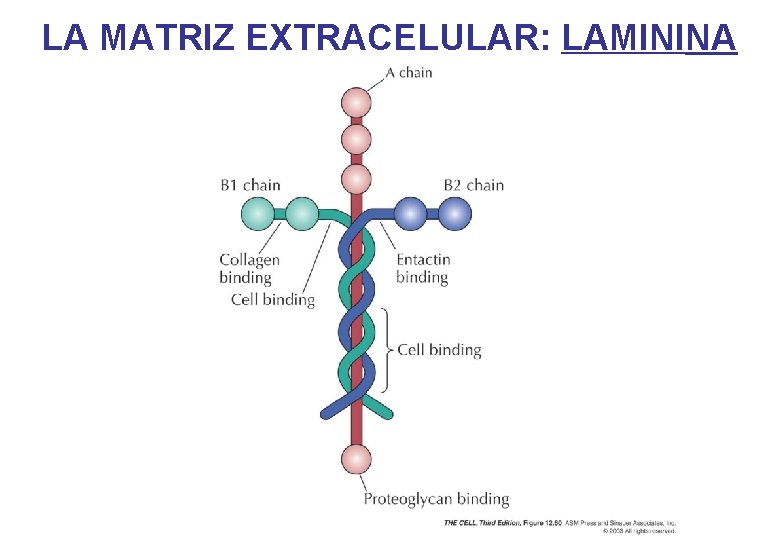 LA MATRIZ EXTRACELULAR: LAMININA LA MATRIZ EXTRACELULAR: LAMININA