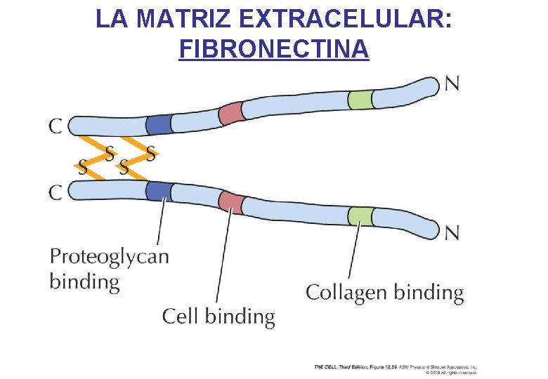 LA MATRIZ EXTRACELULAR: FIBRONECTINA LA MATRIZ EXTRACELULAR: FIBRONECTINA