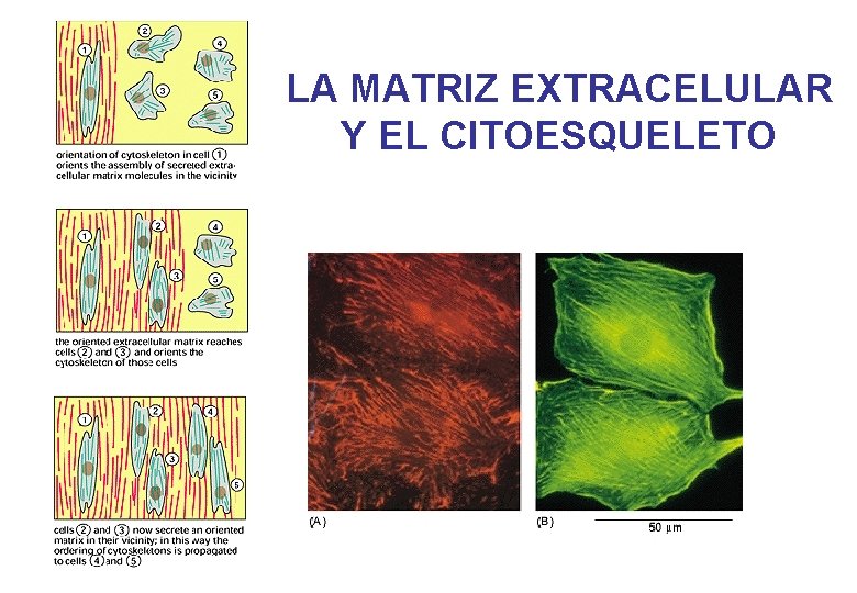 LA MATRIZ EXTRACELULAR Y EL CITOESQUELETO LA MATRIZ EXTRACELULAR Y EL CITOESQUELETO