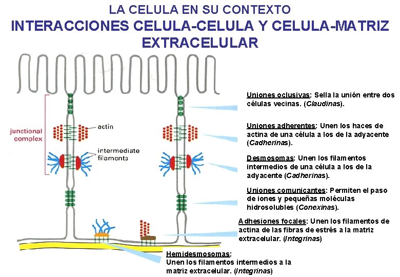 LA CELULA EN SU CONTEXTO INTERACCIONES CELULA-CELULA Y CELULA-MATRIZ EXTRACELULAR Uniones oclusivas: Sella la LA CELULA EN SU CONTEXTO INTERACCIONES CELULA-CELULA Y CELULA-MATRIZ EXTRACELULAR Uniones oclusivas: Sella la