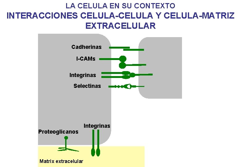 LA CELULA EN SU CONTEXTO INTERACCIONES CELULA-CELULA Y CELULA-MATRIZ EXTRACELULAR Cadherinas I-CAMs Integrinas Selectinas LA CELULA EN SU CONTEXTO INTERACCIONES CELULA-CELULA Y CELULA-MATRIZ EXTRACELULAR Cadherinas I-CAMs Integrinas Selectinas