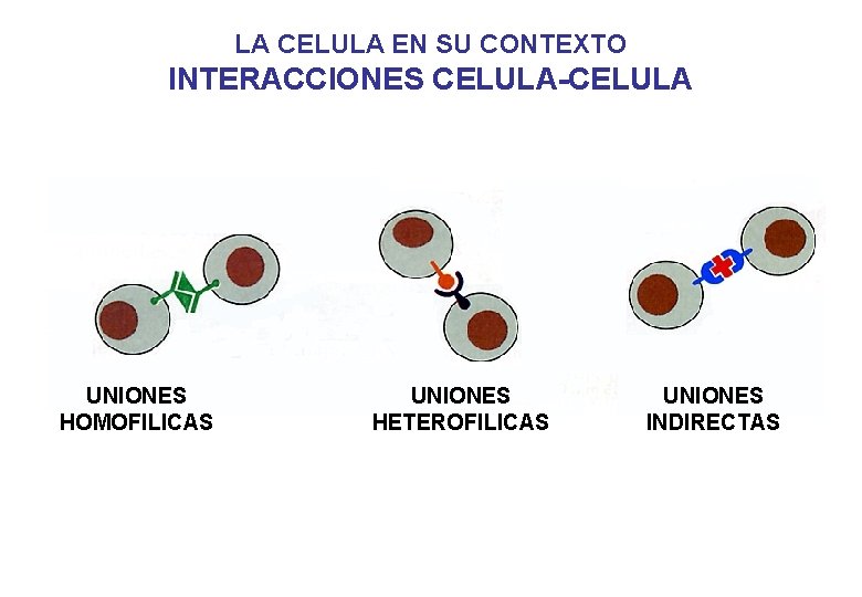 LA CELULA EN SU CONTEXTO INTERACCIONES CELULA-CELULA UNIONES HOMOFILICAS UNIONES HETEROFILICAS UNIONES INDIRECTAS LA CELULA EN SU CONTEXTO INTERACCIONES CELULA-CELULA UNIONES HOMOFILICAS UNIONES HETEROFILICAS UNIONES INDIRECTAS