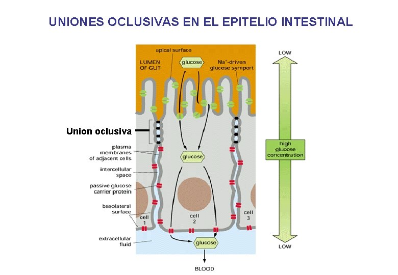 UNIONES OCLUSIVAS EN EL EPITELIO INTESTINAL Union oclusiva UNIONES OCLUSIVAS EN EL EPITELIO INTESTINAL Union oclusiva