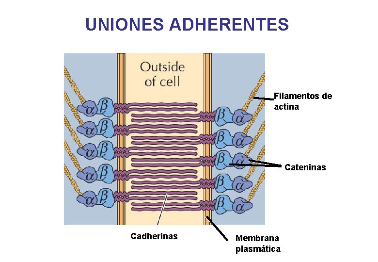 UNIONES ADHERENTES Filamentos de actina Cateninas Cadherinas Membrana plasmática UNIONES ADHERENTES Filamentos de actina Cateninas Cadherinas Membrana plasmática